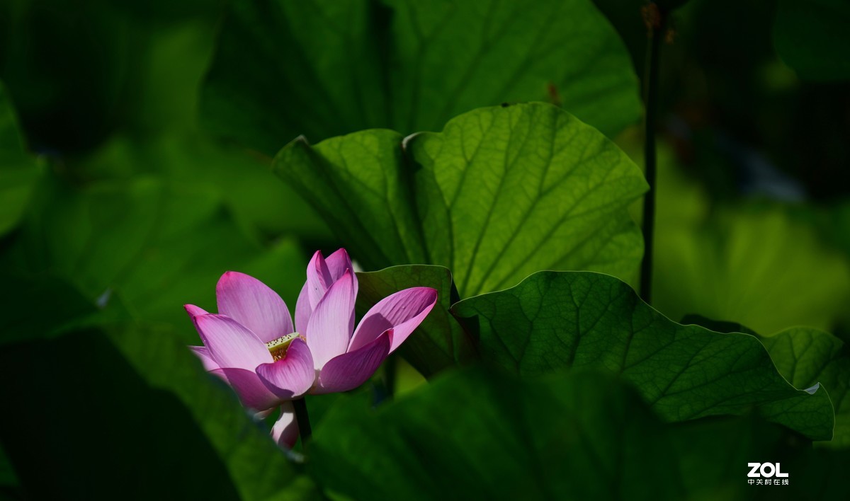 尼康850+腾龙70-200 G2拍荷花