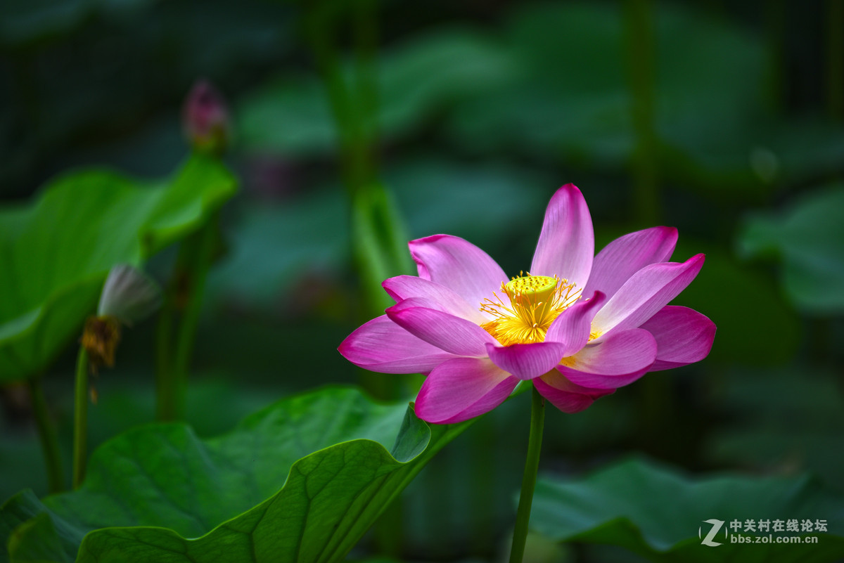 映日荷花别样红--小钢炮再拍荷花