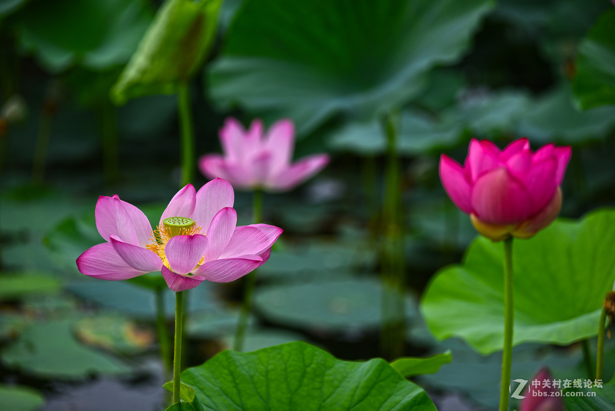 映日荷花别样红--小钢炮再拍荷花