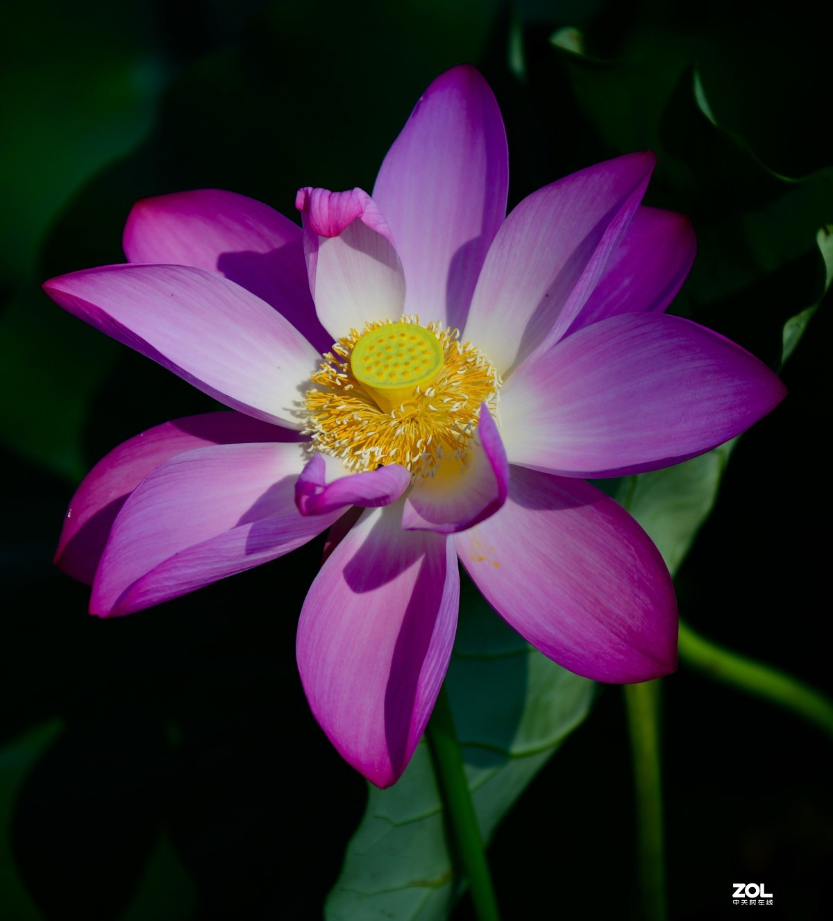 尼康850+腾龙70-200 G2拍荷花