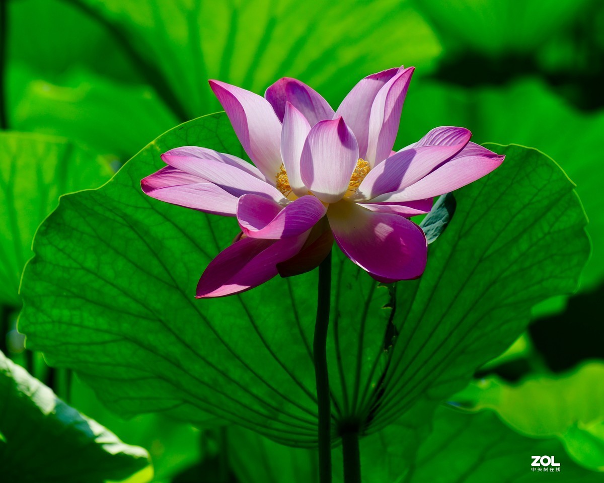 尼康850+腾龙70-200 G2拍荷花