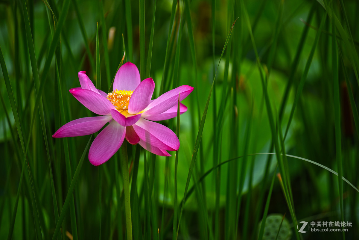 映日荷花别样红--小钢炮再拍荷花