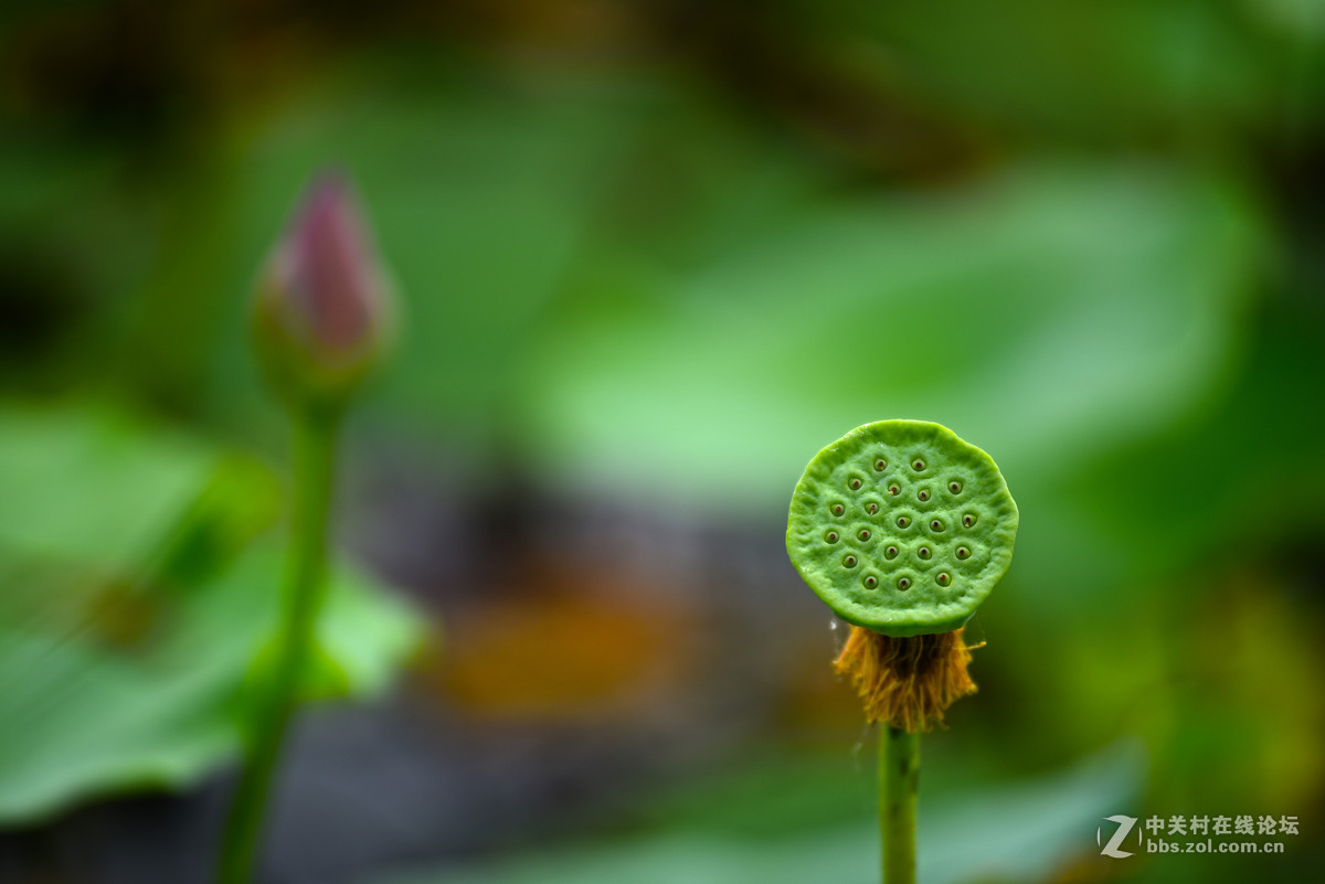 映日荷花别样红--小钢炮再拍荷花