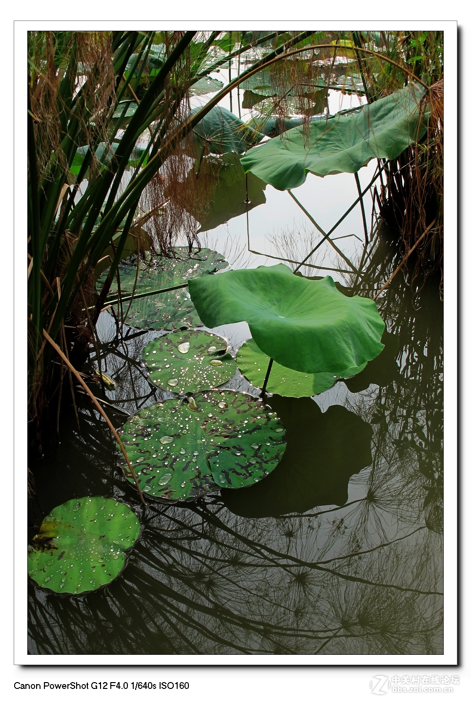 G12---荷塘影像。