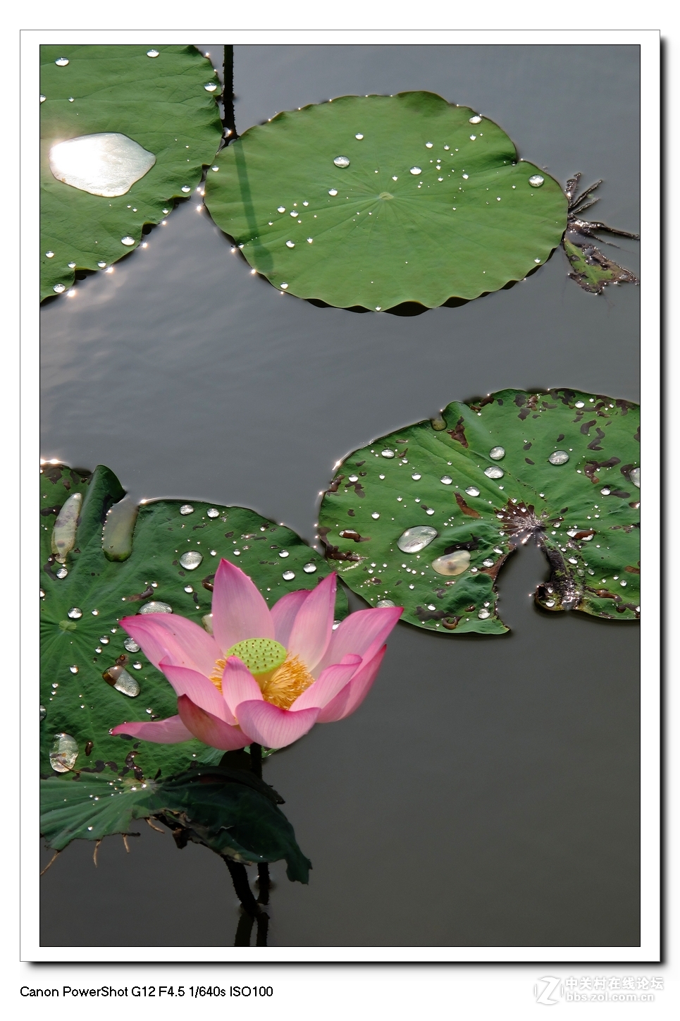 G12---荷塘影像。