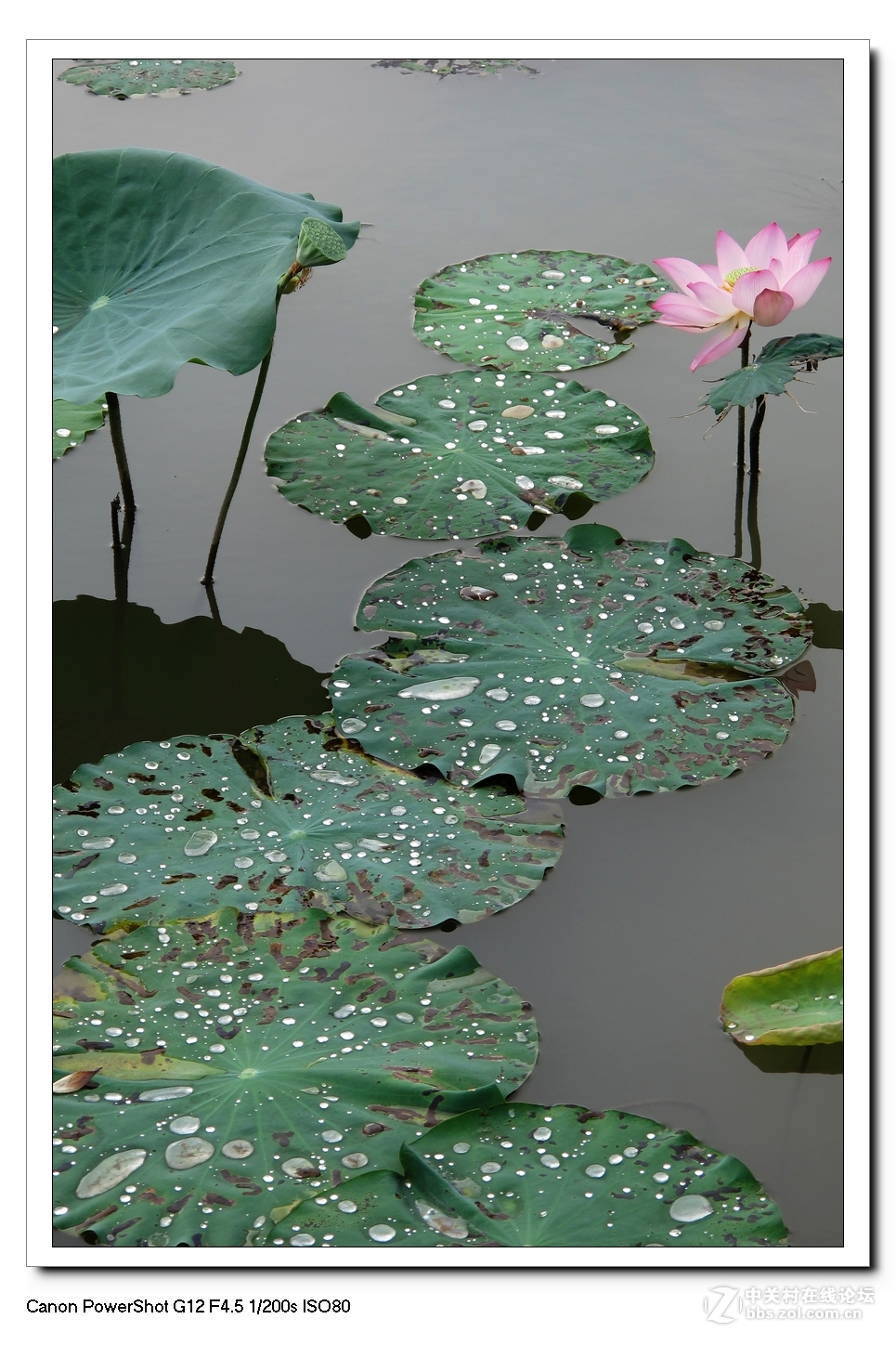 G12---荷塘影像。