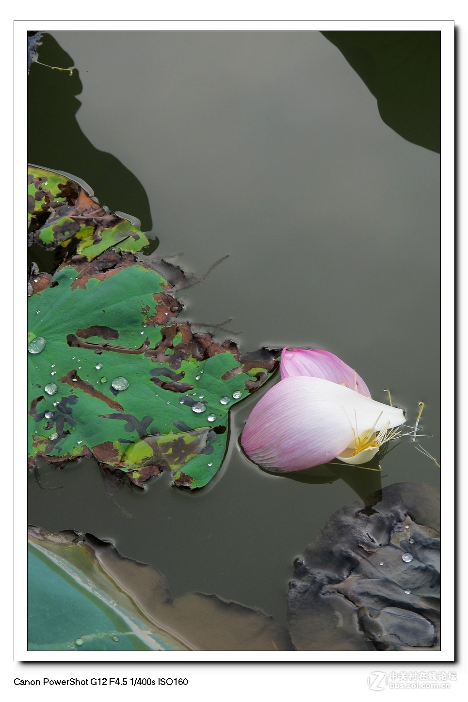 G12---荷塘影像。