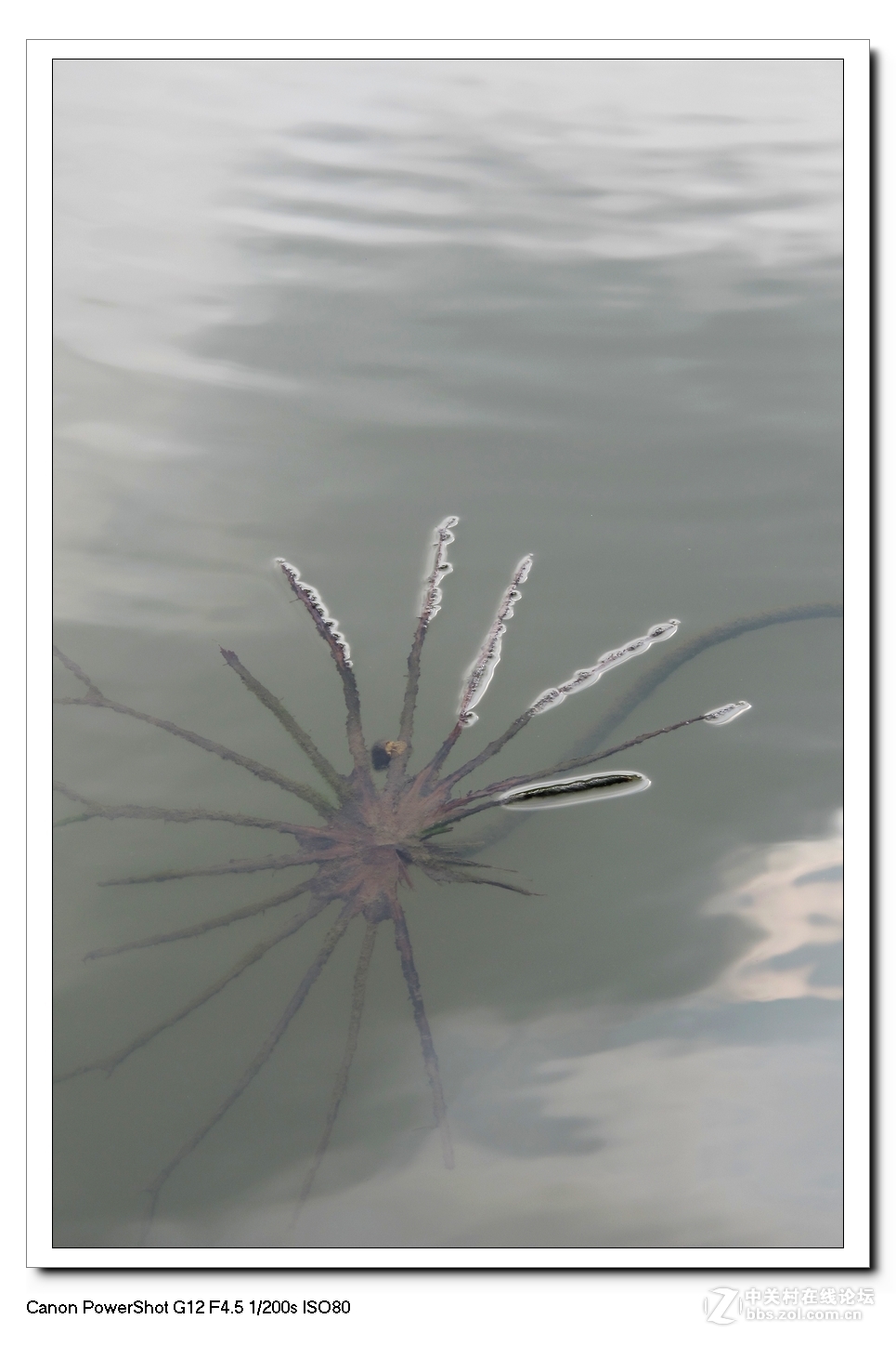 G12---荷塘影像。