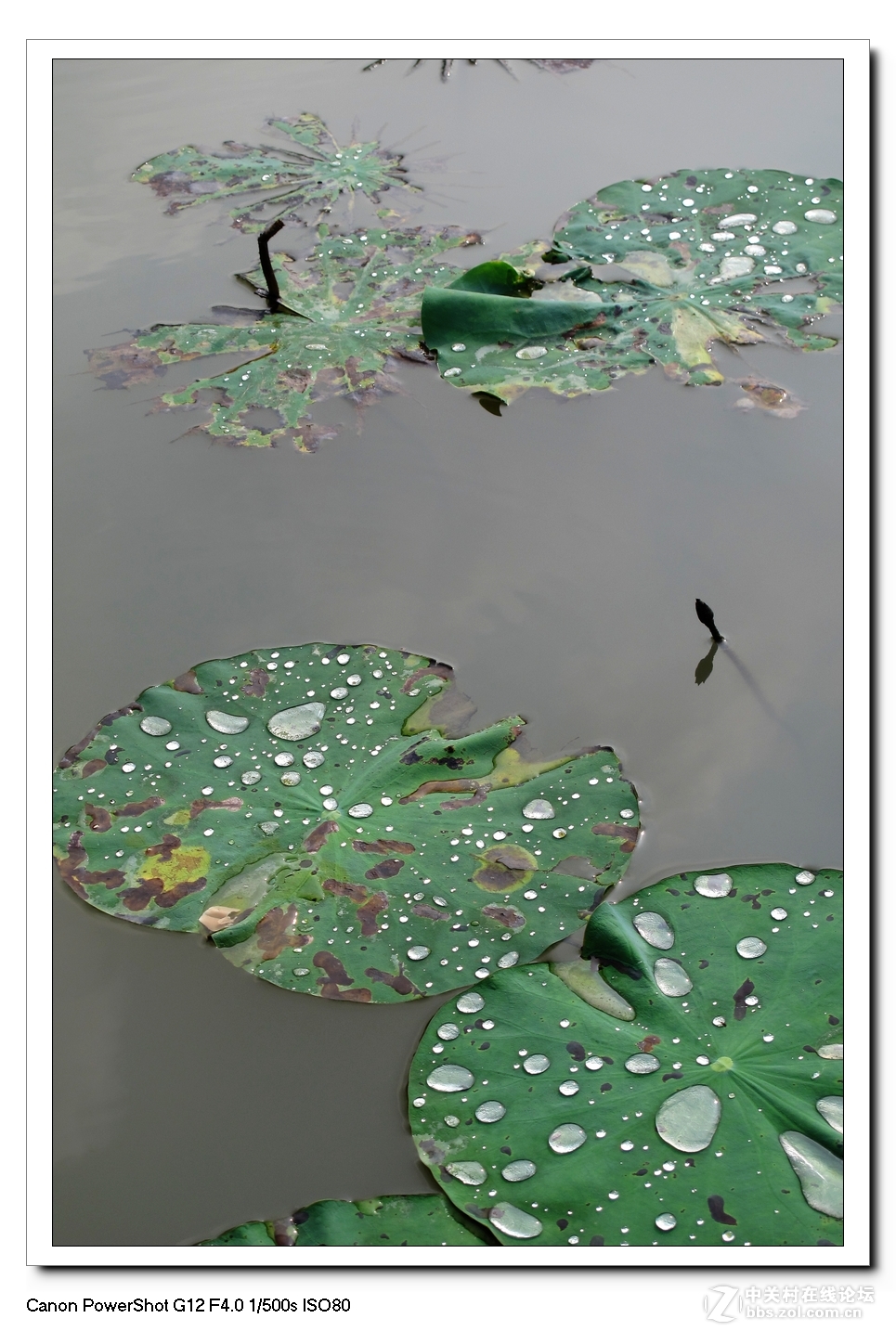 G12---荷塘影像。