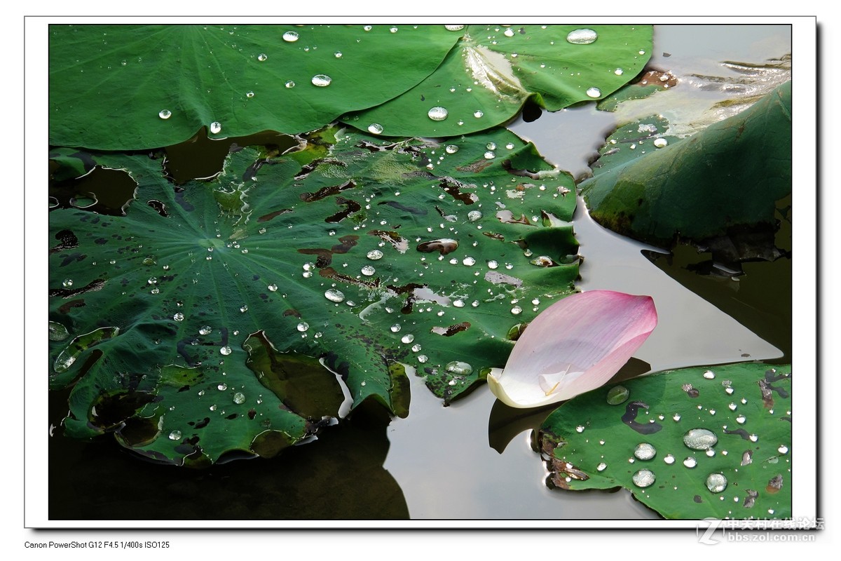 G12---荷塘影像。