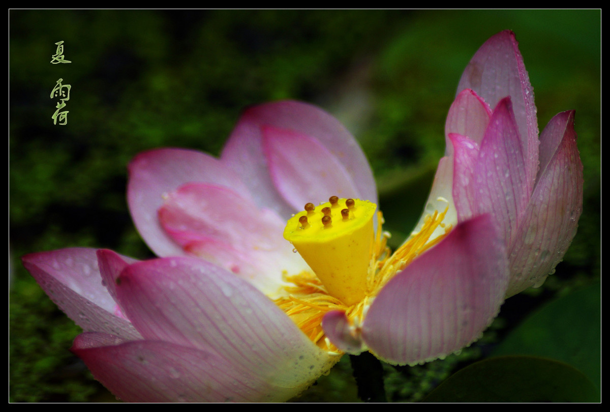 又是一年荷花开
