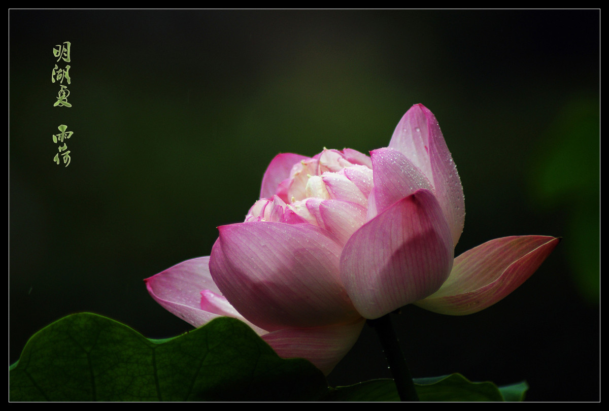 又是一年荷花开