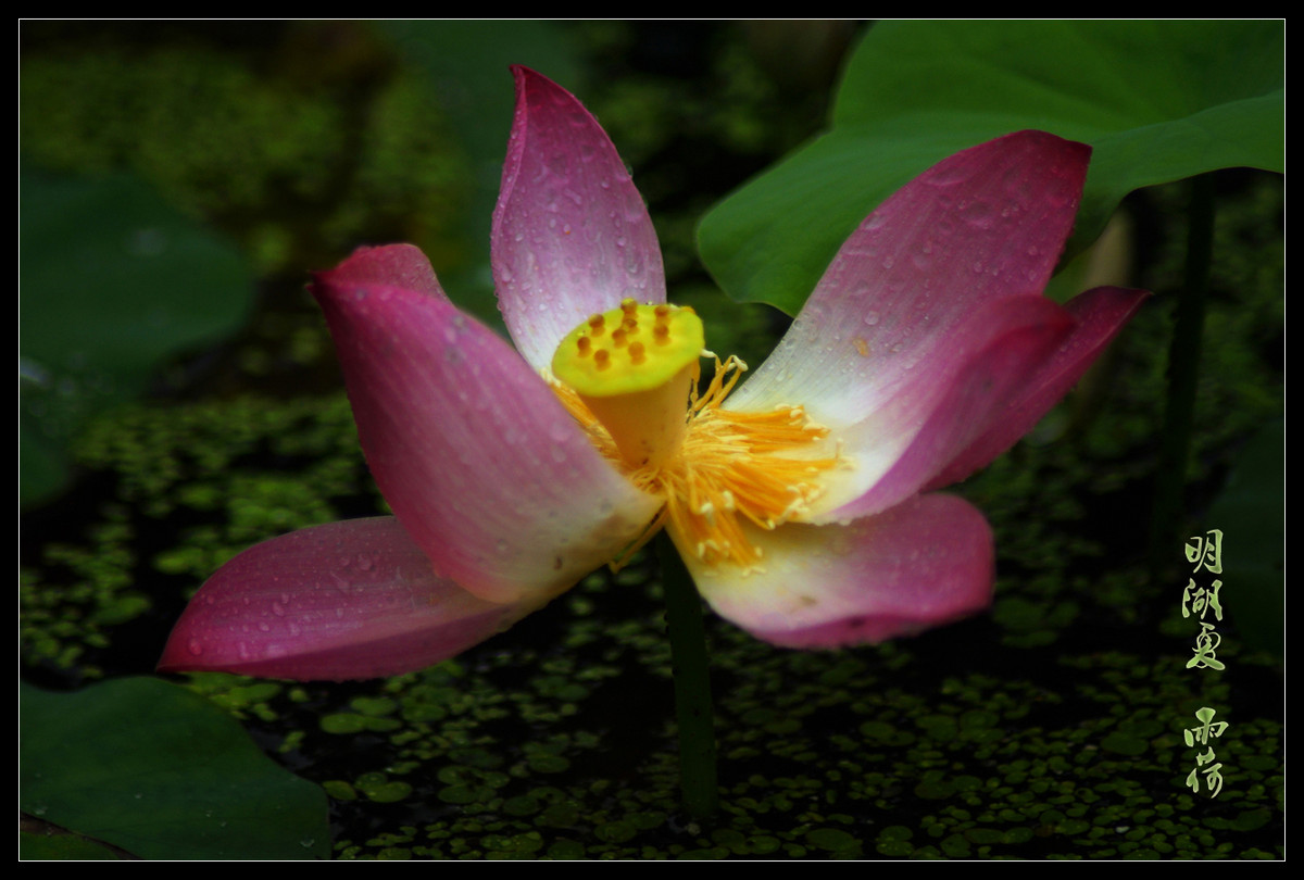 又是一年荷花开
