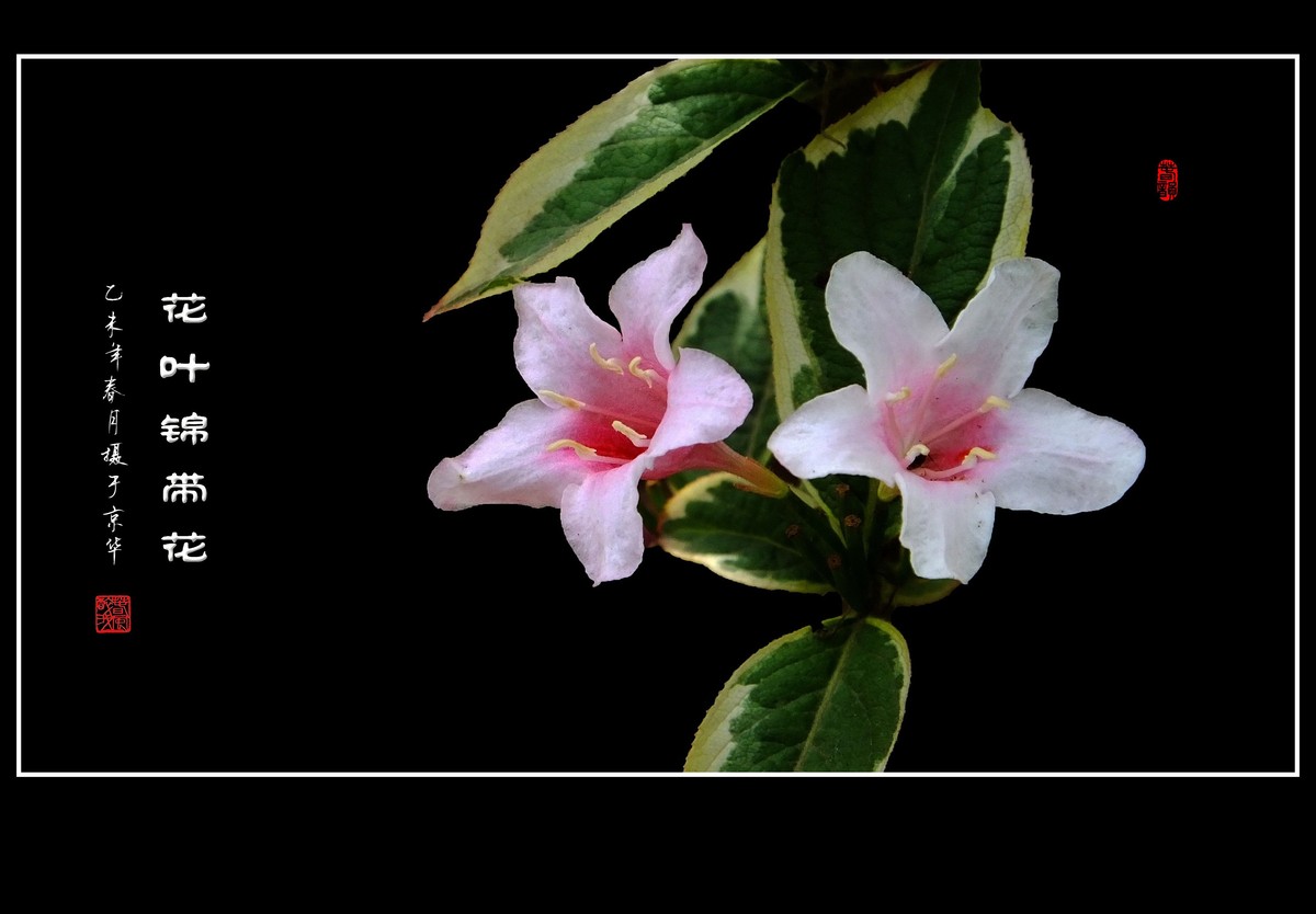 漂亮的花叶锦带花