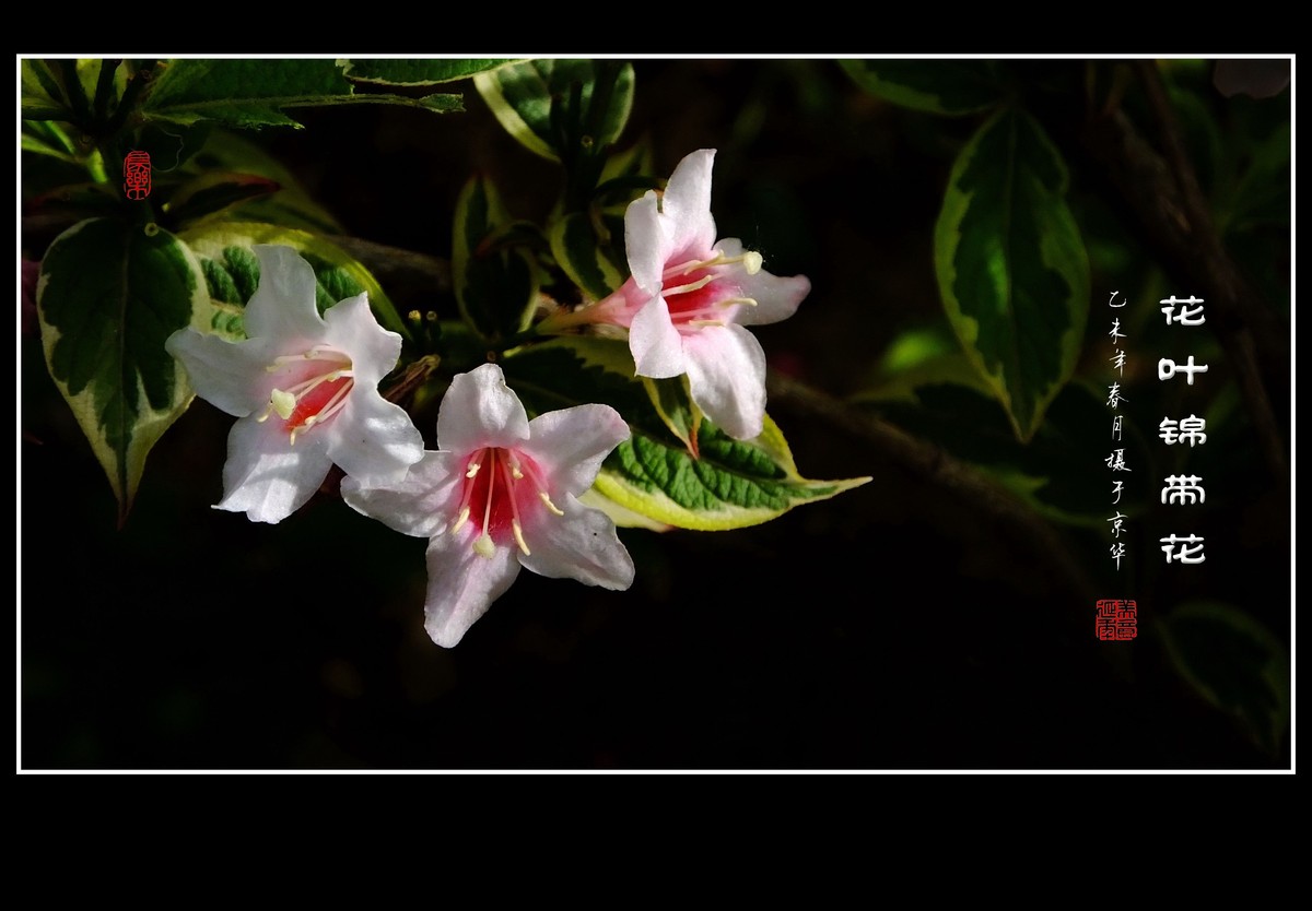 漂亮的花叶锦带花