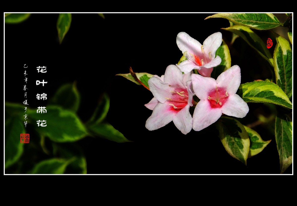 漂亮的花叶锦带花