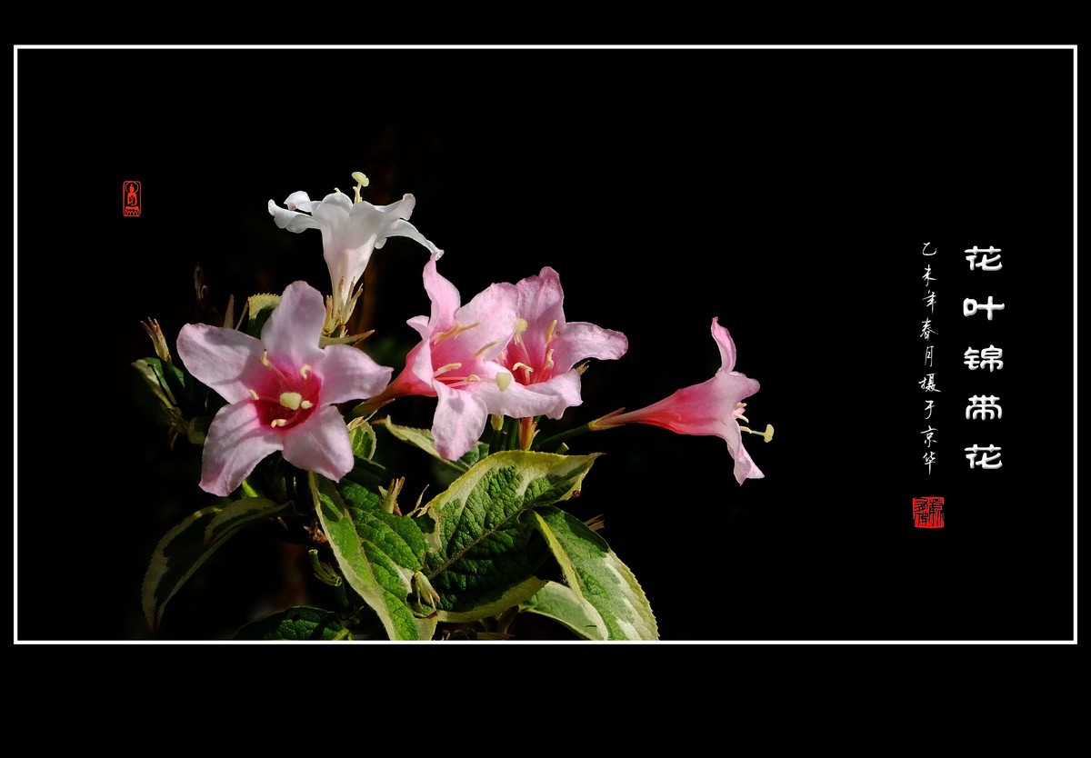 漂亮的花叶锦带花