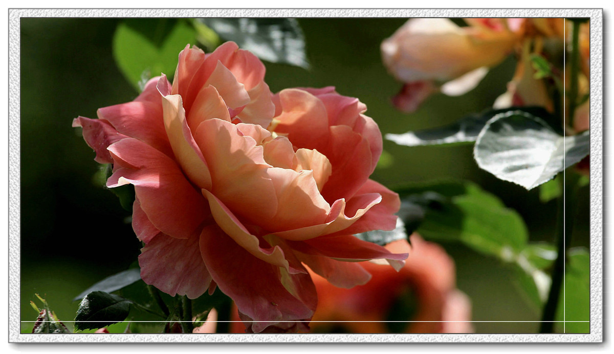 #我镜头下最美的花儿#——精美的月季花