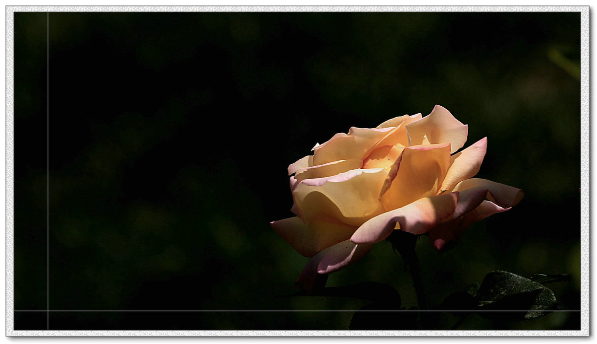 #我镜头下最美的花儿#——精美的月季花