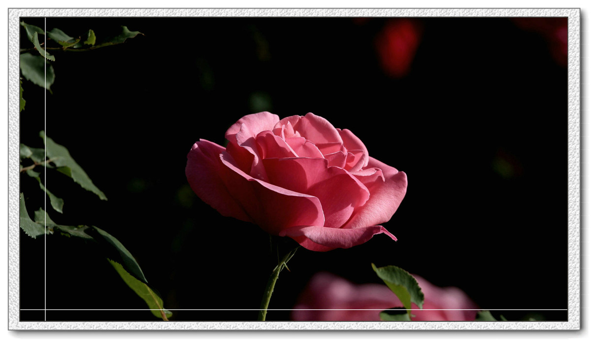 #我镜头下最美的花儿#——精美的月季花