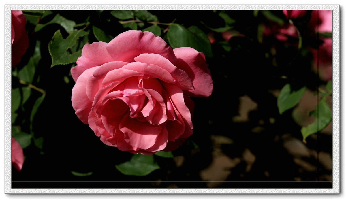 #我镜头下最美的花儿#——精美的月季花