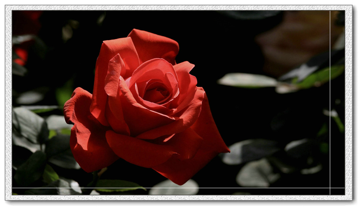 #我镜头下最美的花儿#——精美的月季花