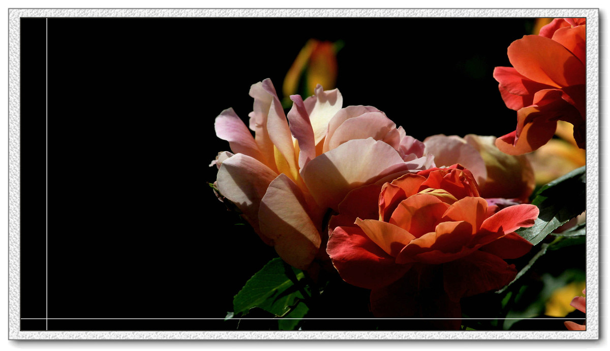 #我镜头下最美的花儿#——精美的月季花