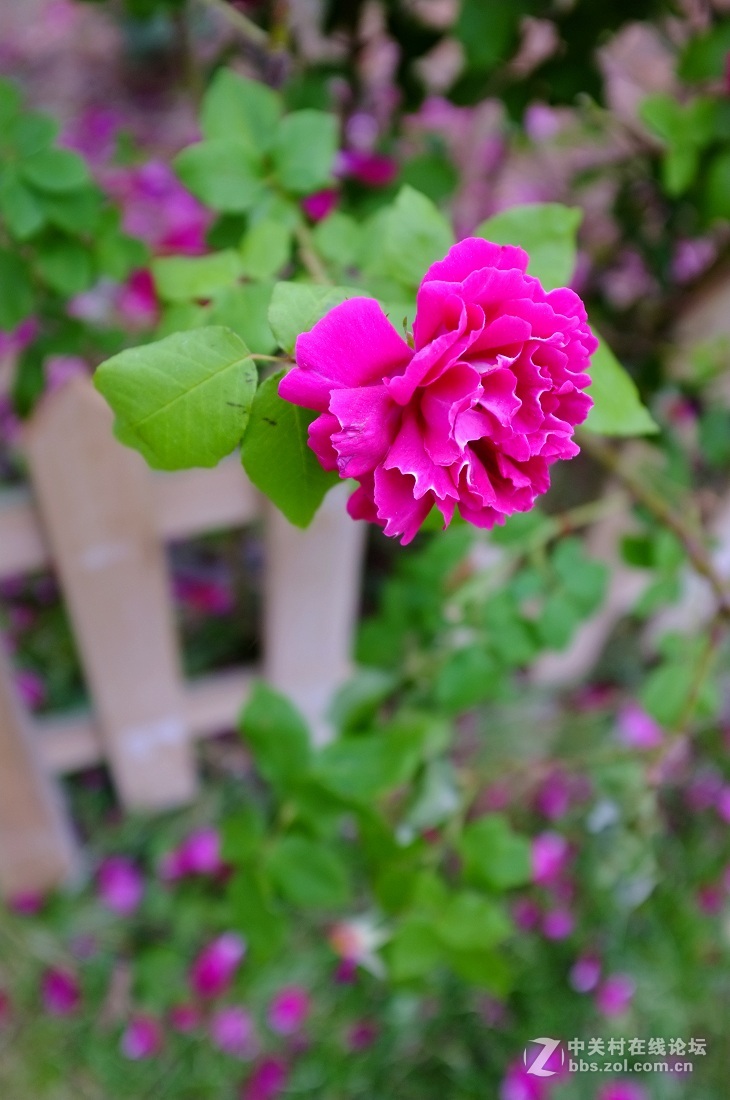 紫色蔷薇花