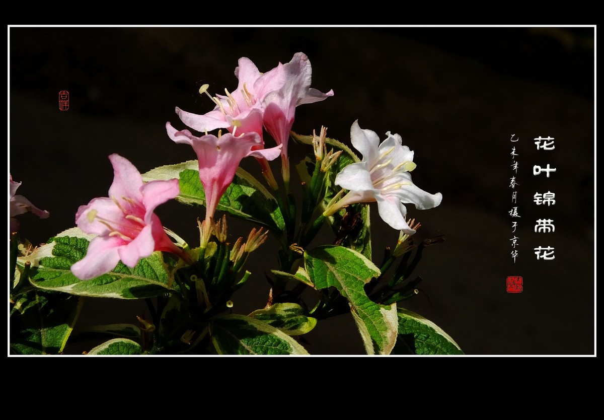 漂亮的花叶锦带花