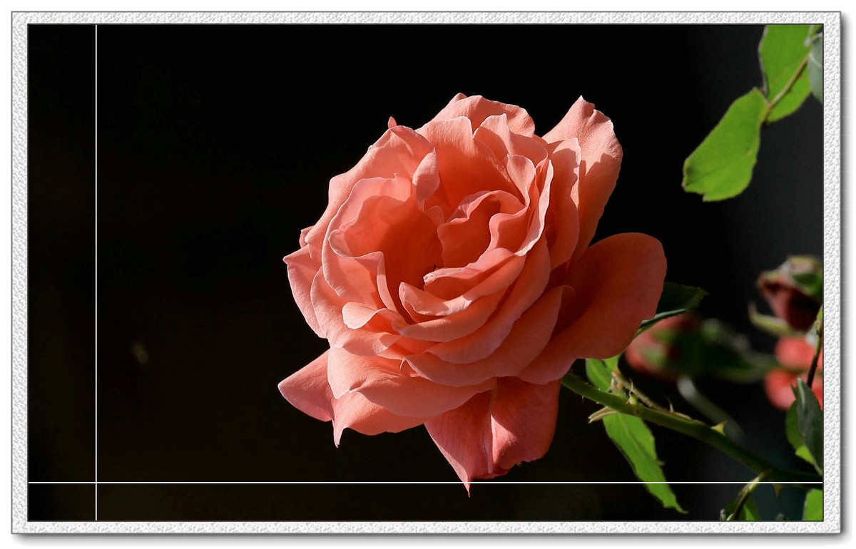 #我镜头下最美的花儿#——精美的月季花