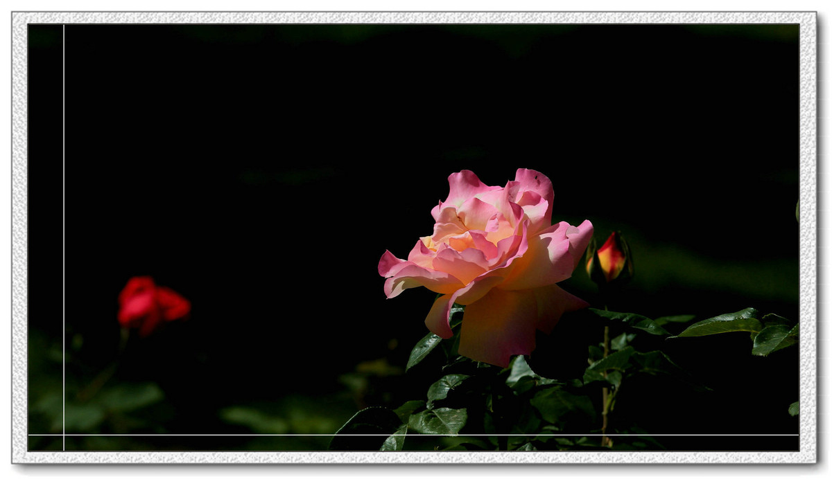 #我镜头下最美的花儿#——精美的月季花