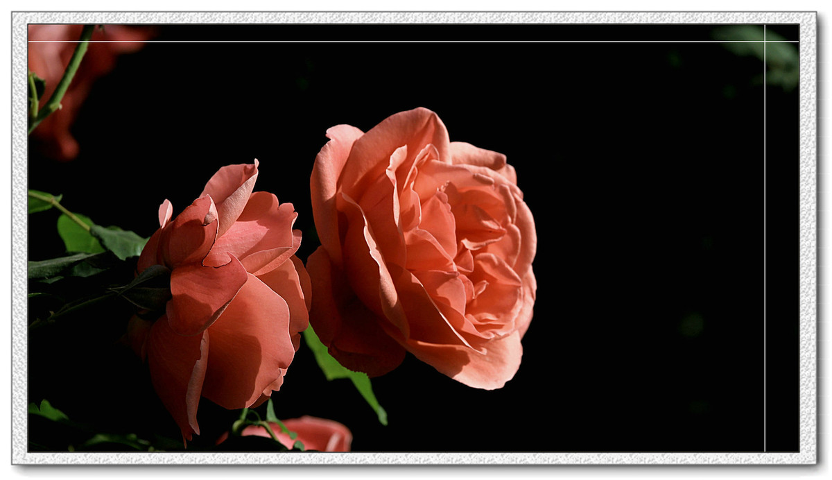 #我镜头下最美的花儿#——精美的月季花