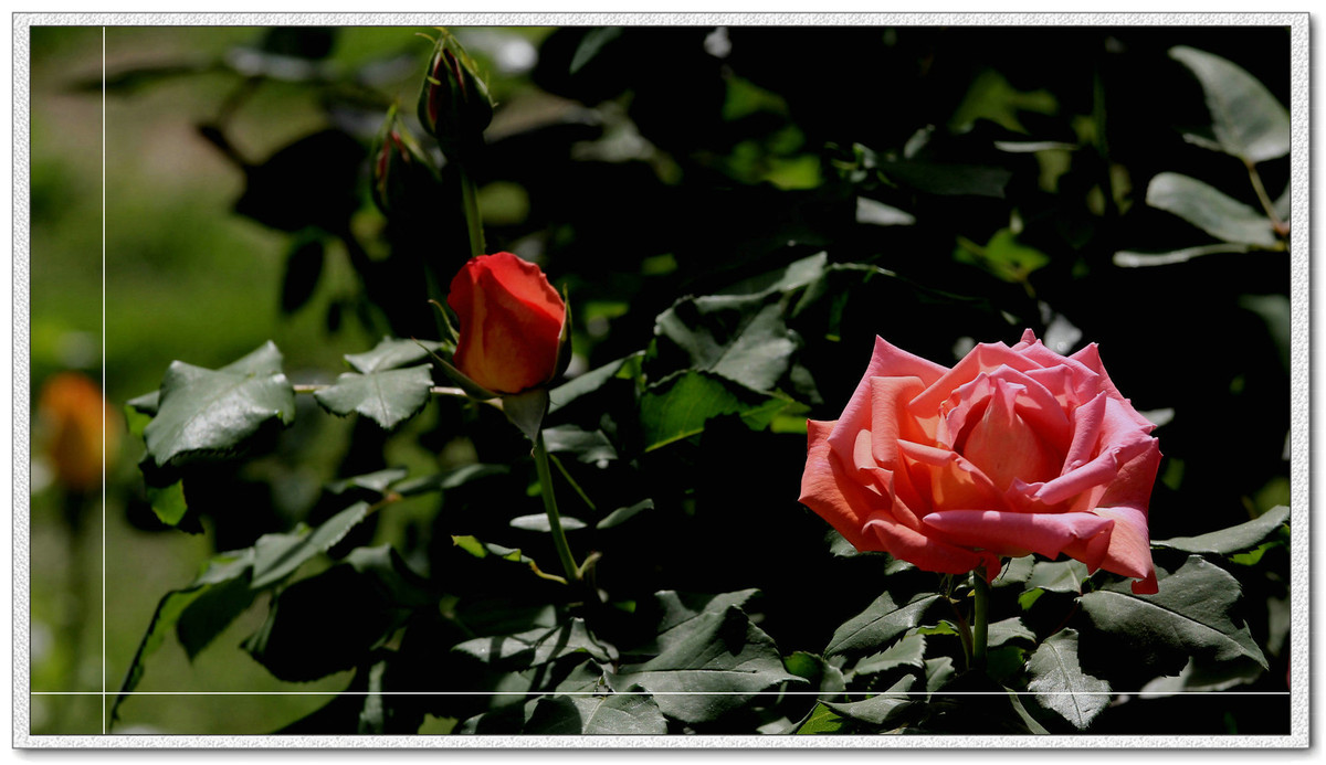 #我镜头下最美的花儿#——精美的月季花