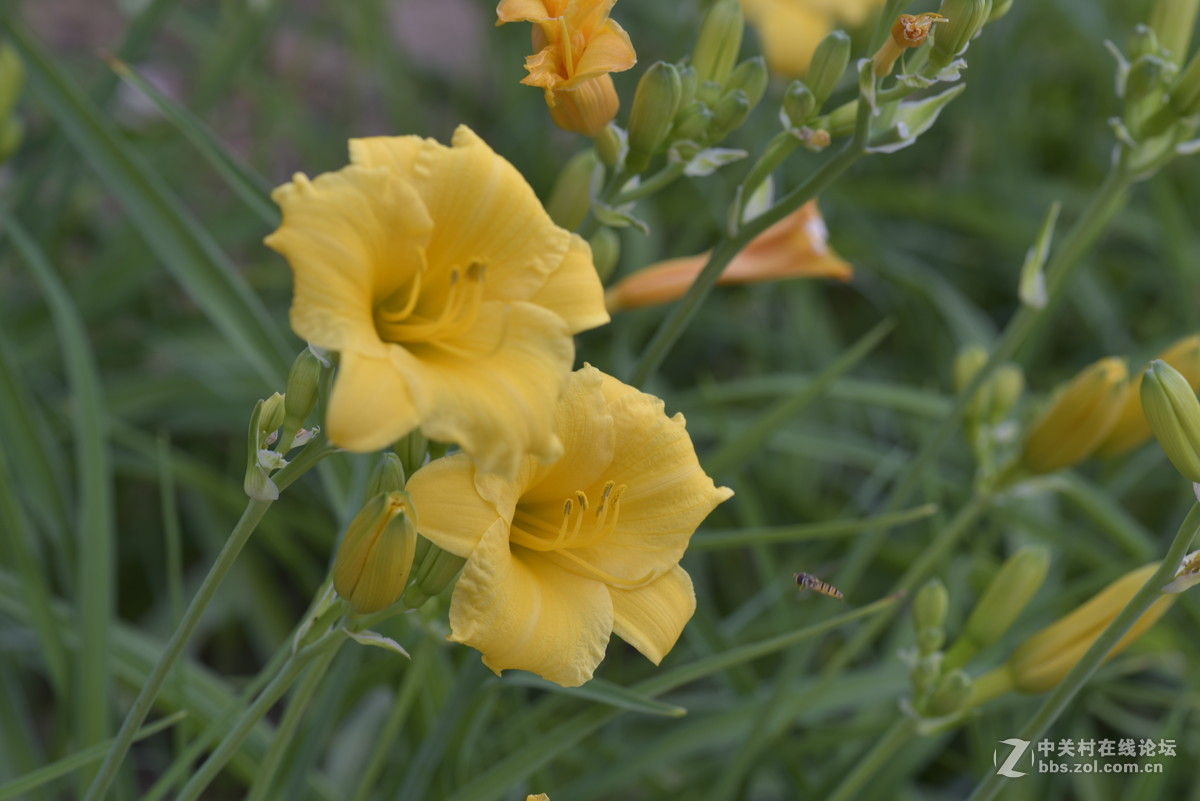 一组金娃娃花特摄10p