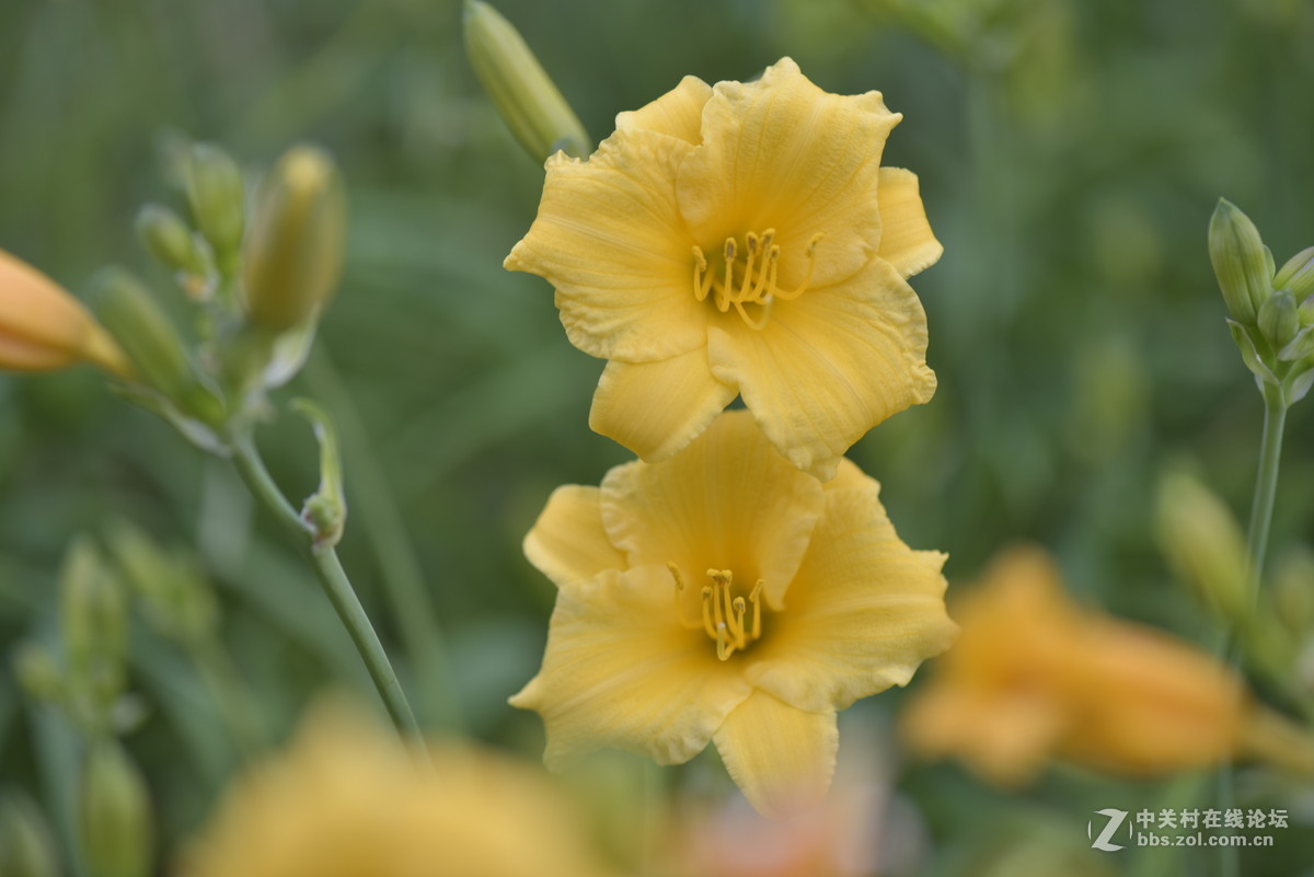 一组金娃娃花特摄10p