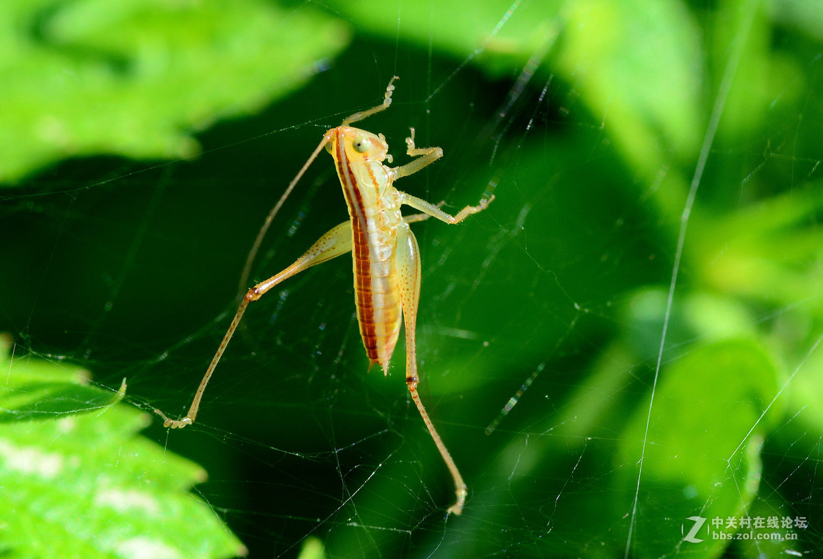微拍油蚂蚱幼虫求师友指点为盼