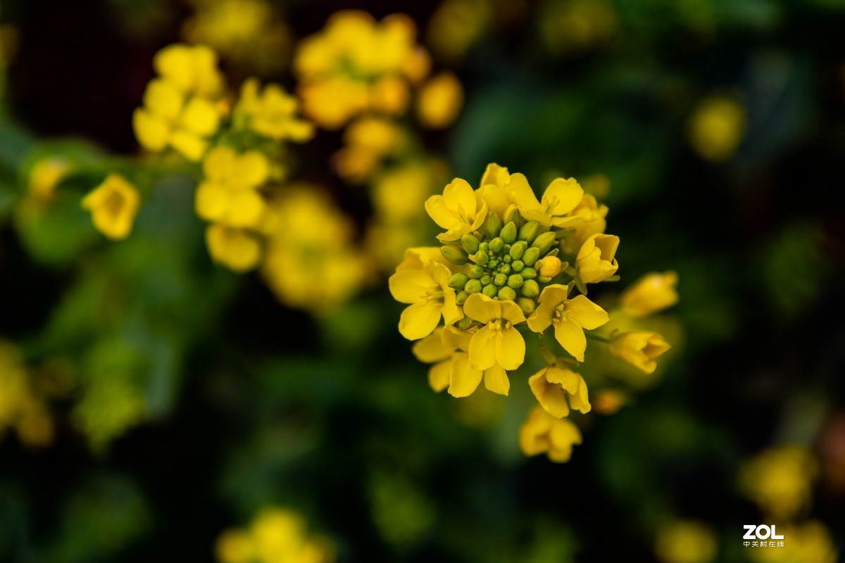 菜园地里找乐趣