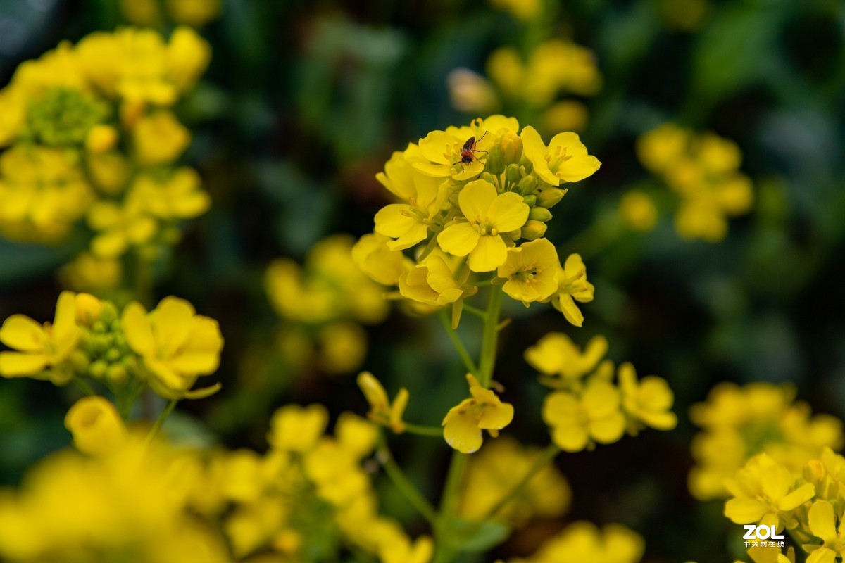 菜园地里找乐趣