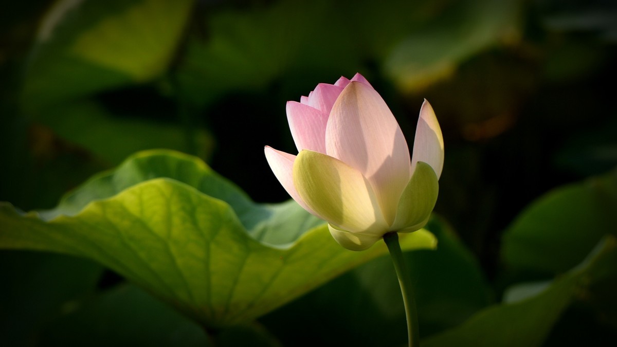 荷