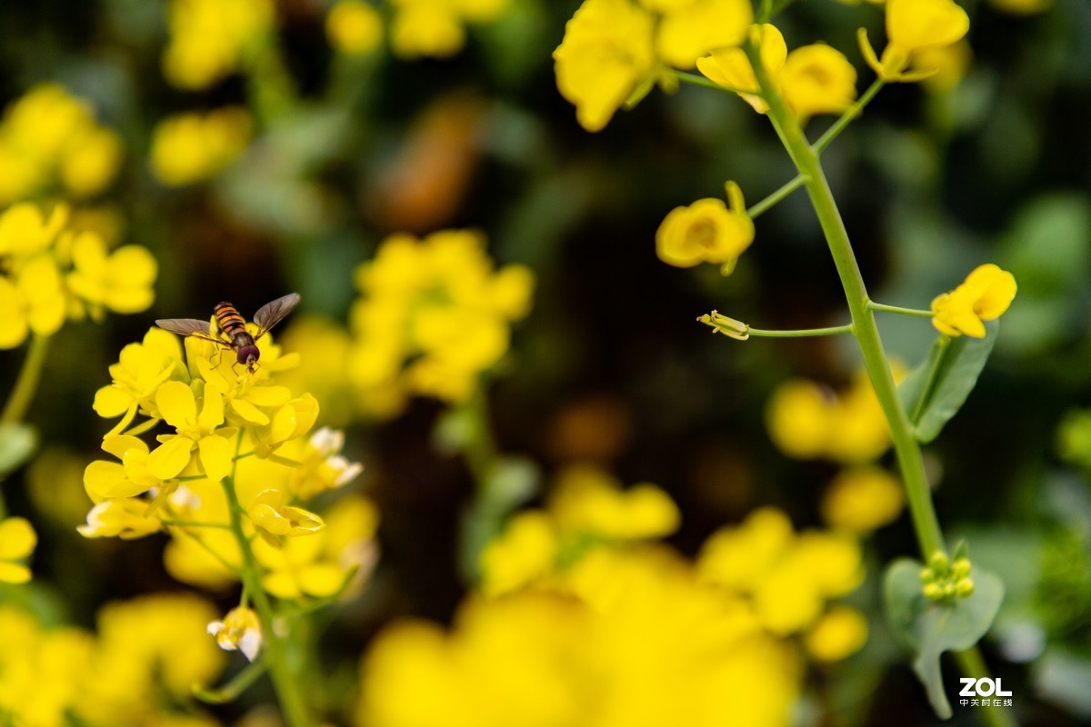 菜园地里找乐趣