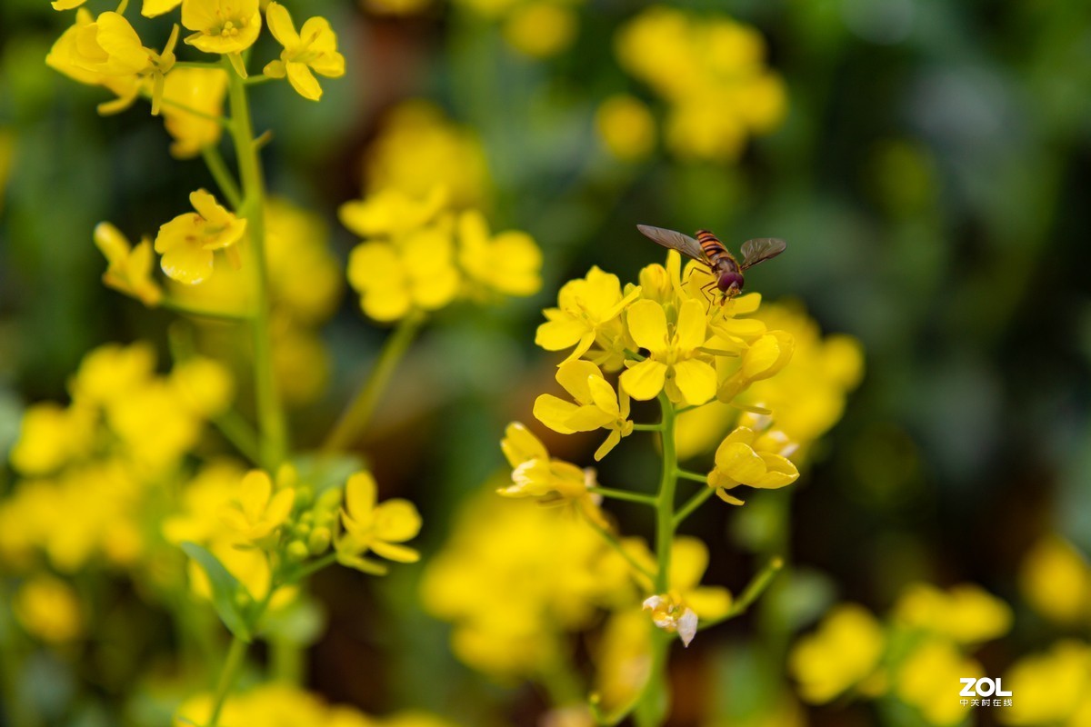 菜园地里找乐趣