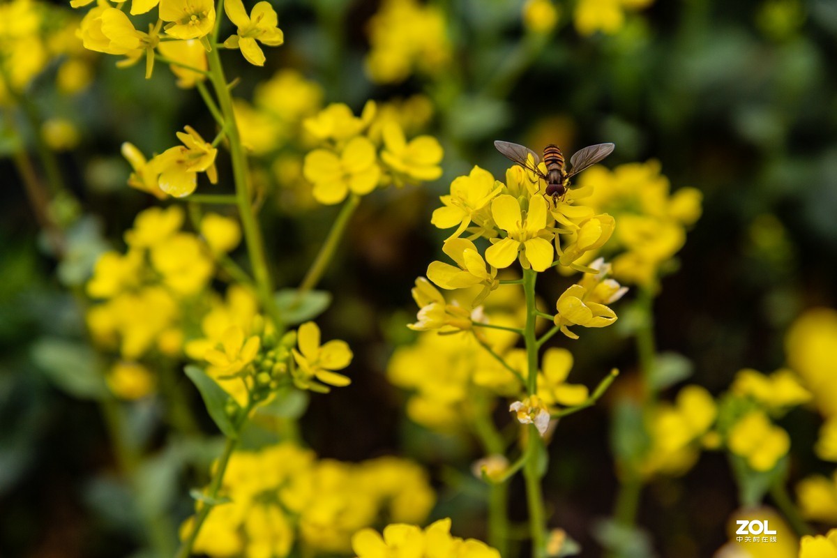 菜园地里找乐趣
