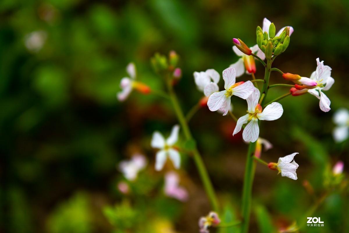 菜园地里找乐趣
