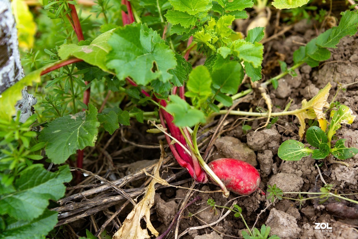 菜园地里找乐趣