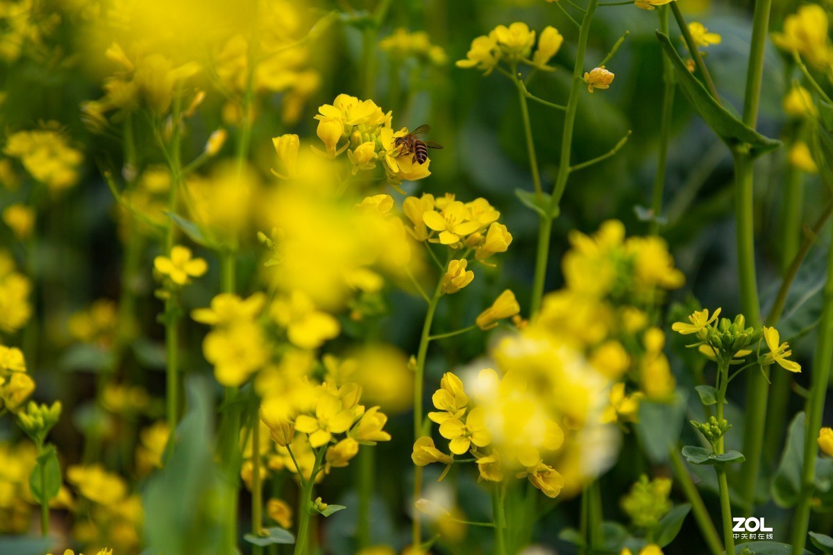 菜园地里找乐趣