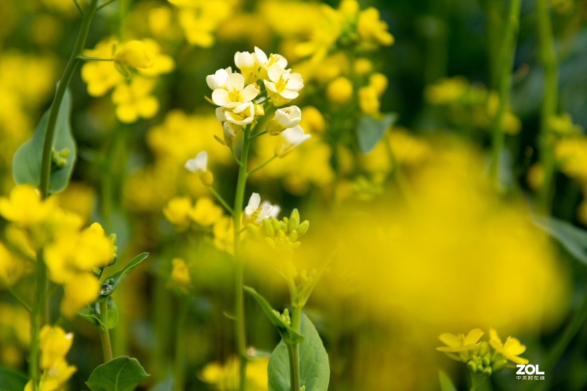 菜园地里找乐趣