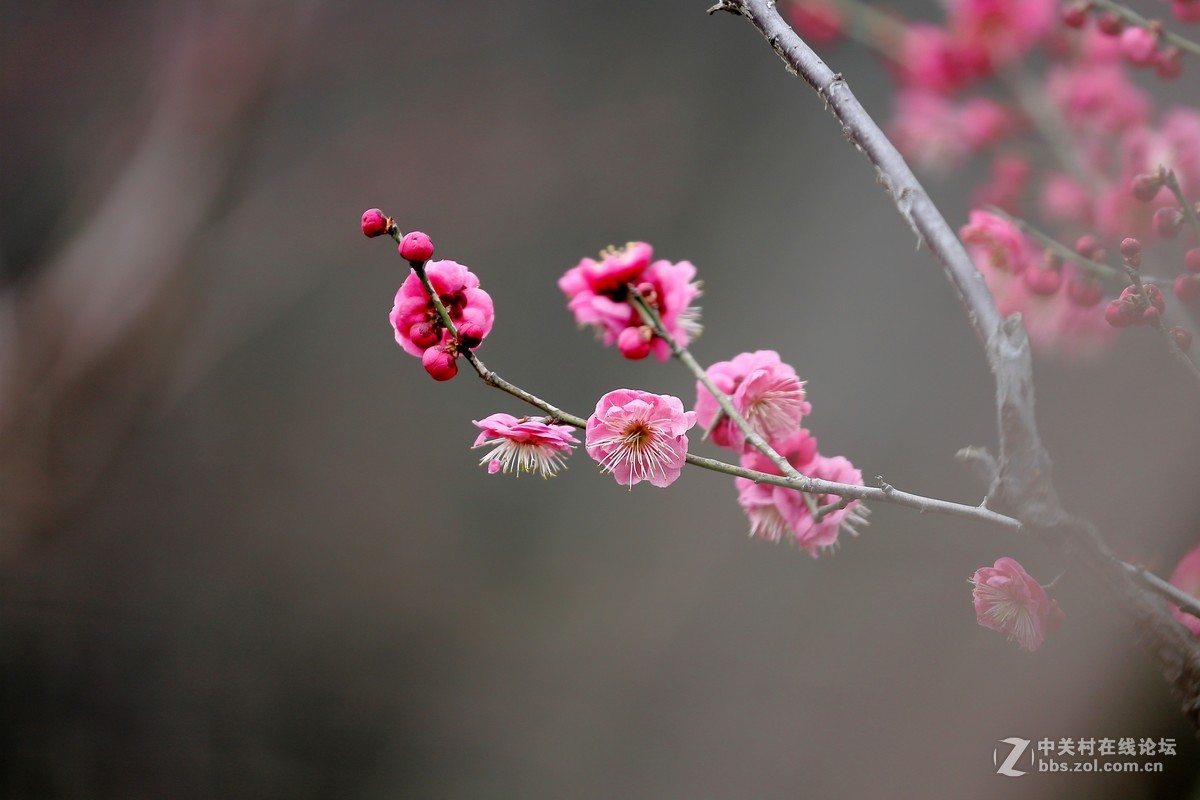 2019年花卉梅花4