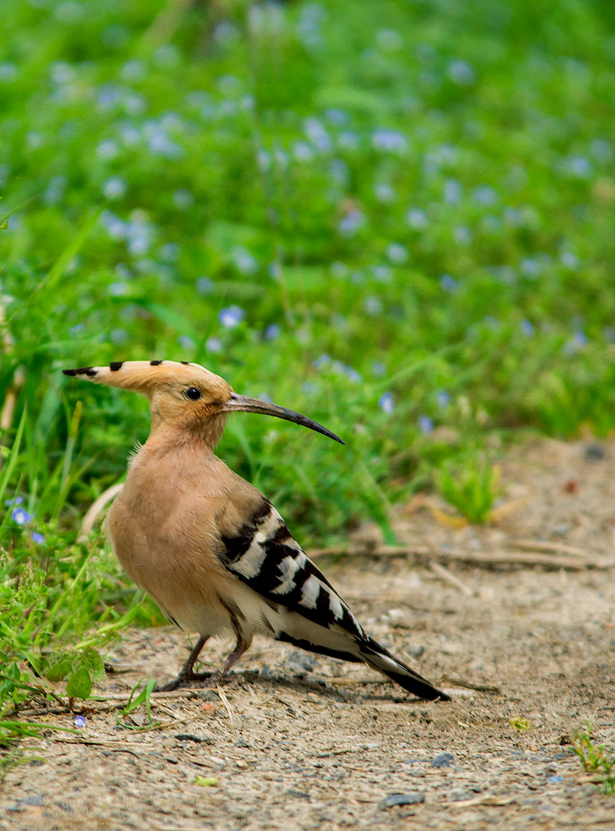 漂亮的戴勝鳥