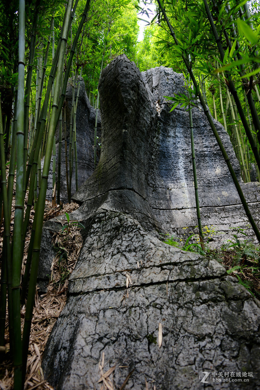 竹石林(一)-中关村在线摄影论坛