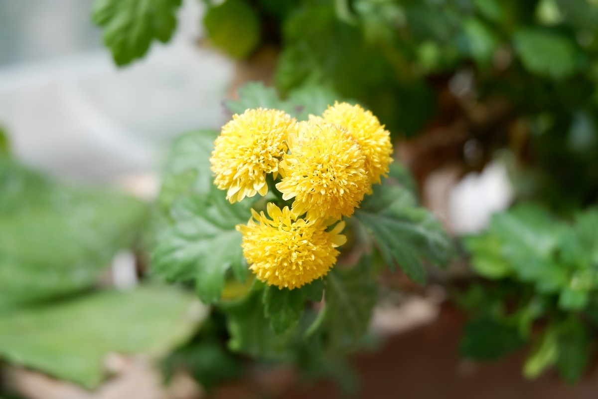 年前咸鱼入手准新机，多年没玩了，试一把！